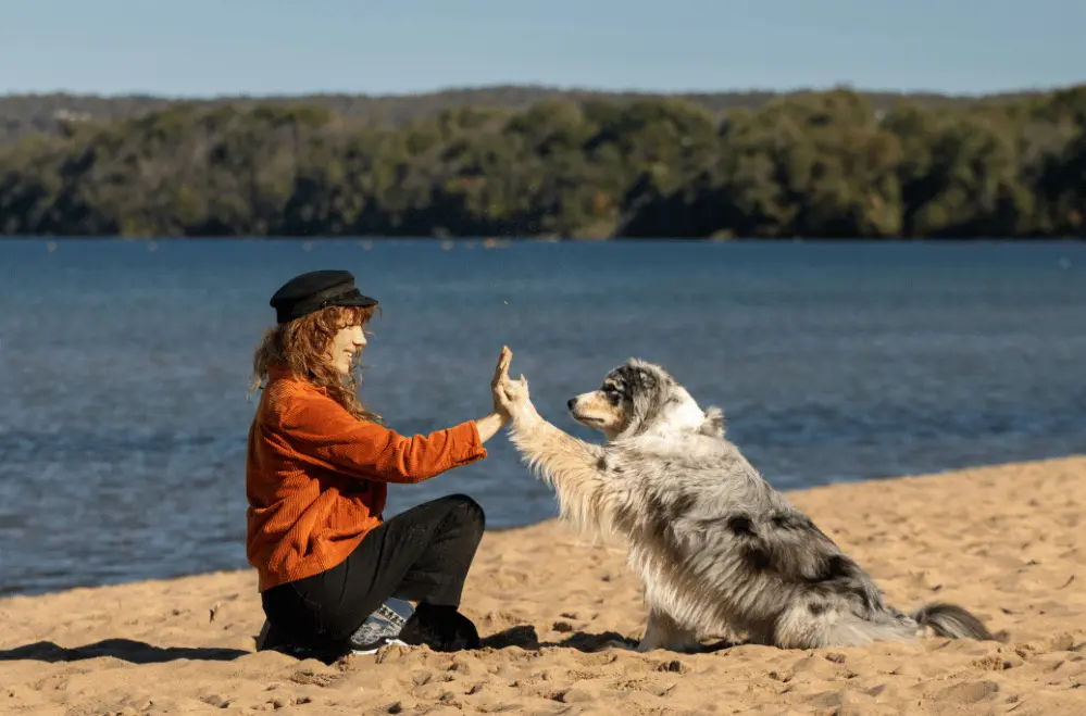 Séance d’éducation canine positive à Metz.